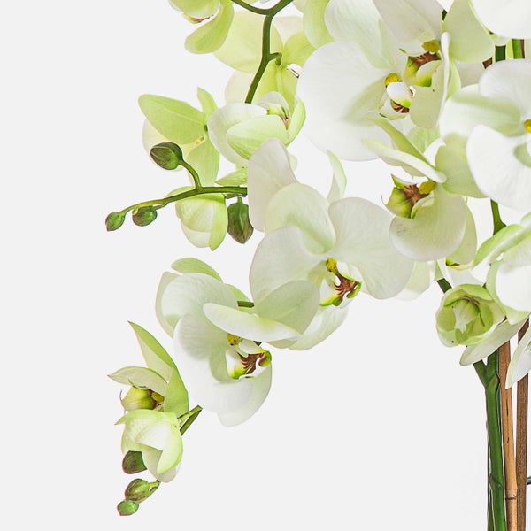 Phalaenopsis Orchidee im Kunststofftopf mit Blättern, Stützstäben aus Holz und Luftwurzeln