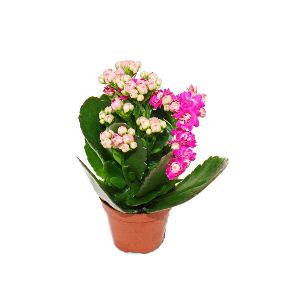 Mini-Kalanchoe Rosalina - Set mit 3 versch. Pflanzen - Flammendes Käthchen - 5,5cm Topf