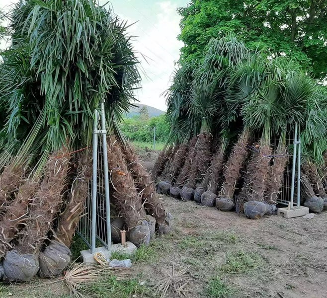 Palme Trachycarpus Fortunei ca. 250 cm Höhe Winterhart –19 °C