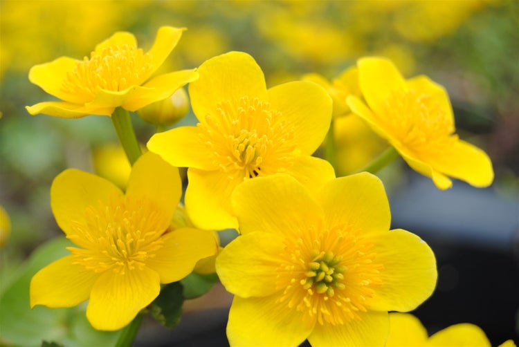 Caltha palustris, Sumpfdotterblume, leuchtend gelb, ca. 9x9 cm Topf