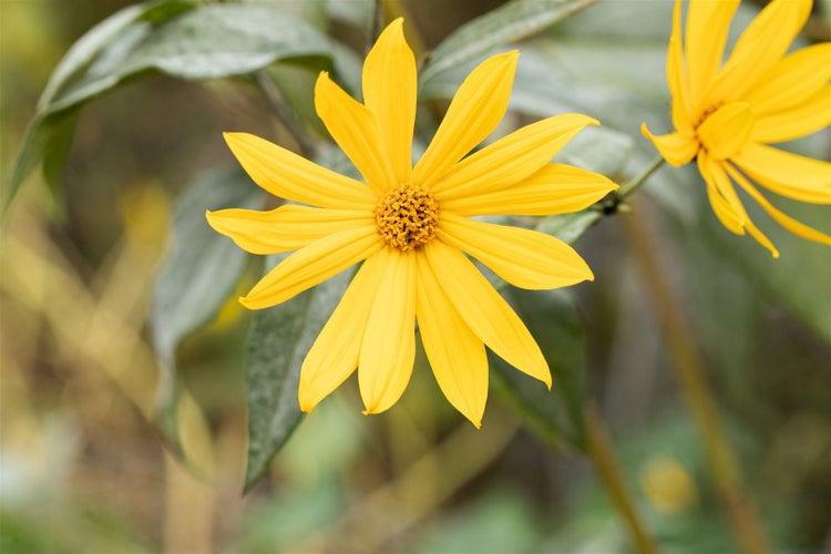 Helianthus tuberosus, Topinambur, gelb, ca. 11x11 cm Topf