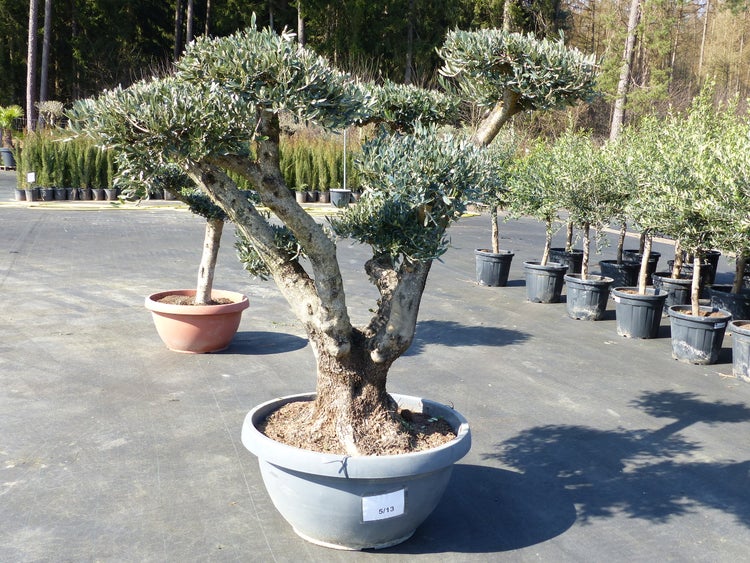 Olivenbaum Olea europaea mit dickem Stamm und silbergrünen Blättern in einem großen Kunststofftopf im Außenbereich.