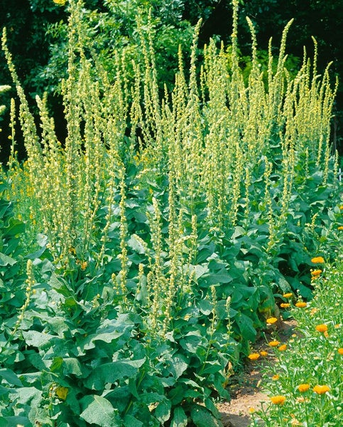Verbascum densiflorum, Großblütige Königskerze, gelb, ca. 9x9 cm Topf