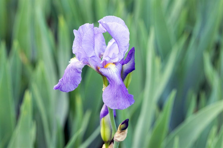 Iris pallida ssp. dalmatica, Schwertlilie, lavendelblau, ca. 11x11 cm Topf