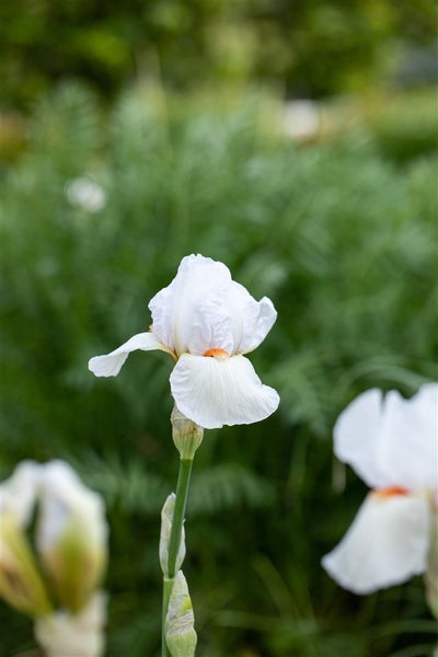 Nahaufnahme einer weißen Irisblüte im Garten.