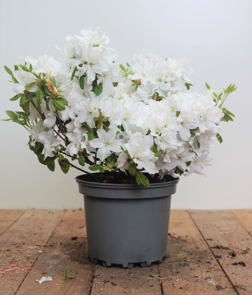 Rhododendron obt. 'Kermesina Alba', weiß, 15–20 cm