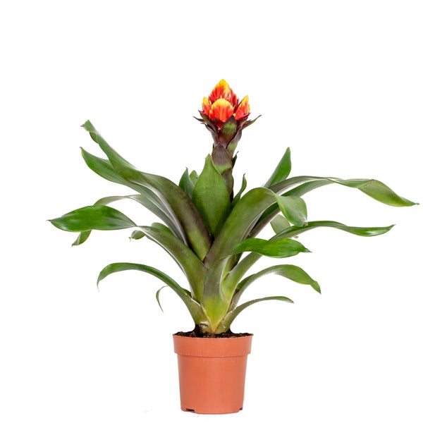 Guzmania Crown – Röhrenpflanze – Pflegeleicht – ⌀12 cm – ↕40-50 cm