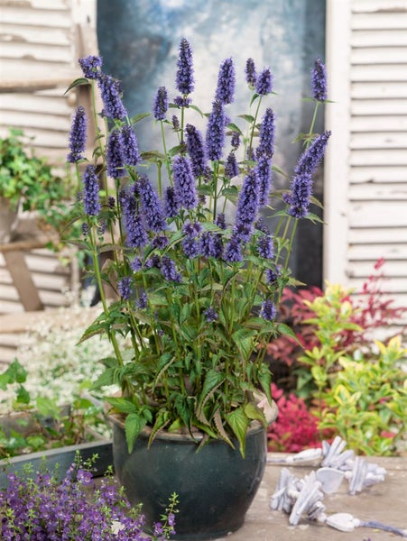 Agastache rugosa 'Black Adder', Duftnessel, violett, ca. 11x11 cm Topf