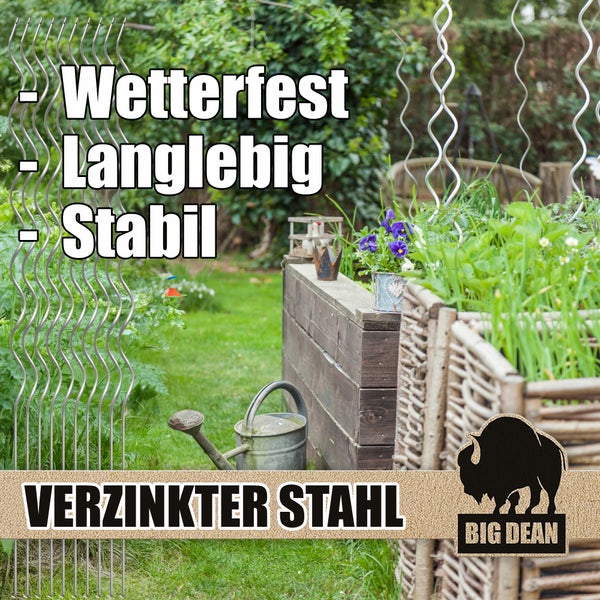 Olivenbaum als Spalier im Topf