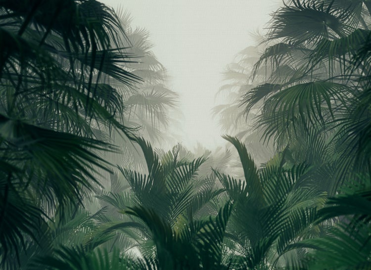 Fototapete mit Palmen im Nebel, dichte tropische Blätter in einer atmosphärischen Dschungellandschaft.