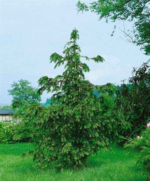 Taxus baccata 'Dovastoniana', Eibe, 60–70 cm