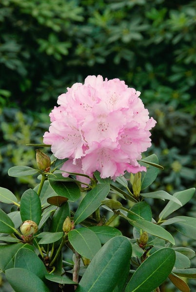 Rhododendron yakushimanum 'Silberwolke', weiß, 30–40 cm