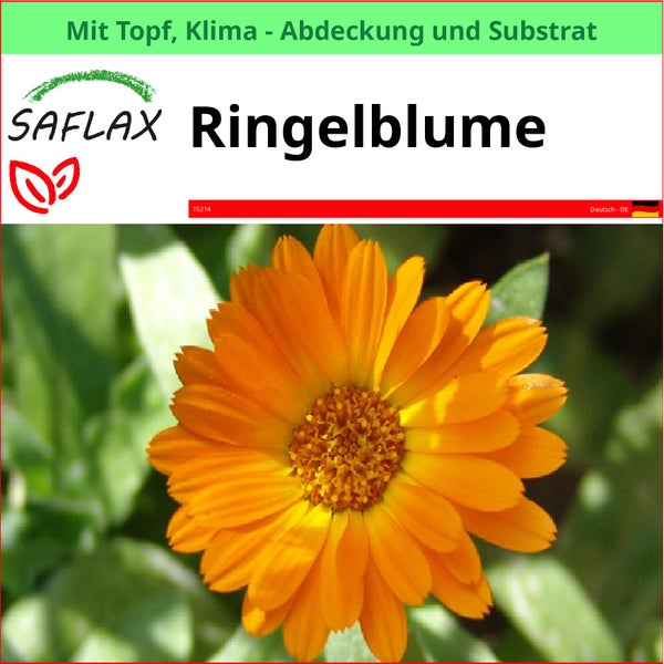 Saflax Ringelblume im Topf mit Klima Abdeckung und Substrat