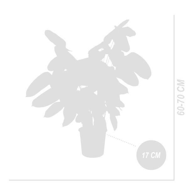 Bloomique - 2er Set - Calathea Compactstar - Korbmarante - Zimmerpflanzen - Pflegeleicht - Luftreinigend - Höhe 60-70 cm - Topf 17 cm