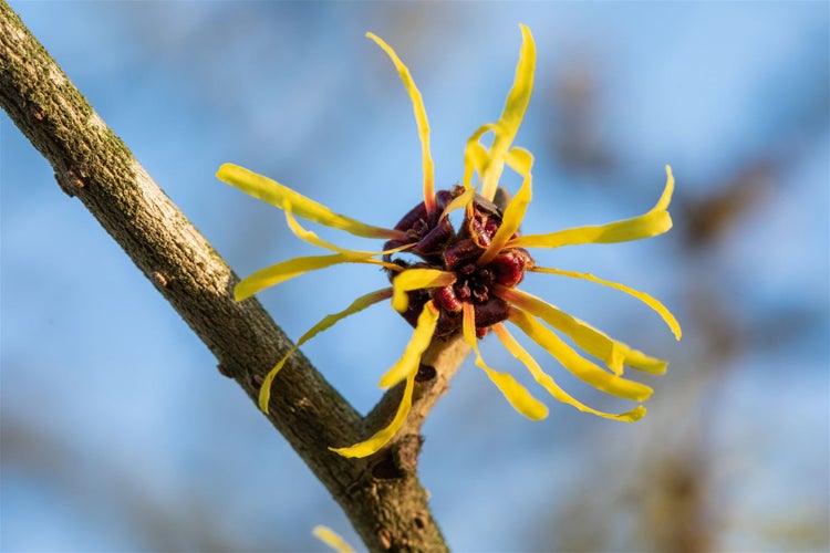 Hamamelis intermedia 'Westerstede', Zaubernuss, gelb, 40–60 cm