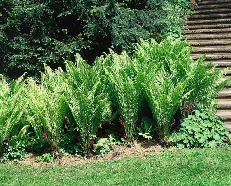 Große grüne Farne in einer Gartenrabatte neben einer Steintreppe und einer Rasenfläche.