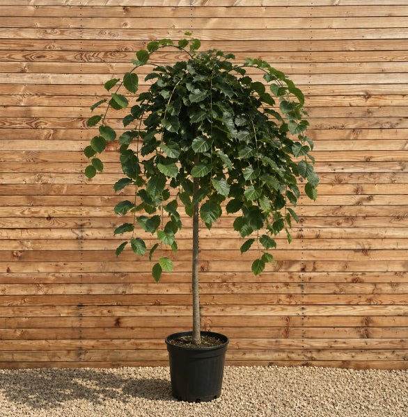 Ulmus glabra Pendula, Hängeulme als Hochstamm in einem Kunststofftopf vor einer Holzfassade.