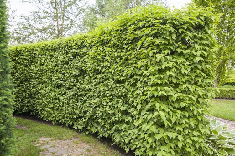 Cornus mas, Kornelkirsche, 40–60 cm, gelbe Blüten