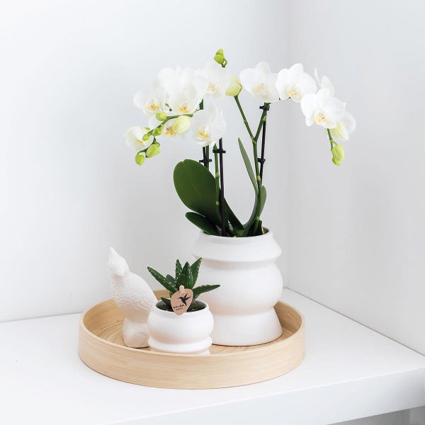Kolibri Orchids Überraschungsbox einfarbig Pflanzen Vorteilsbox mit 4 verschiedenen Orchideen frisch vom Züchter