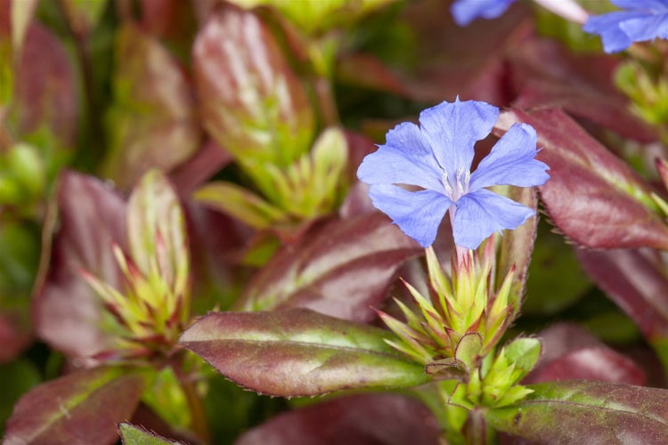 Ceratostigma plumbaginoides, Bleiwurz, blau blühend, ca. 9x9 cm Topf