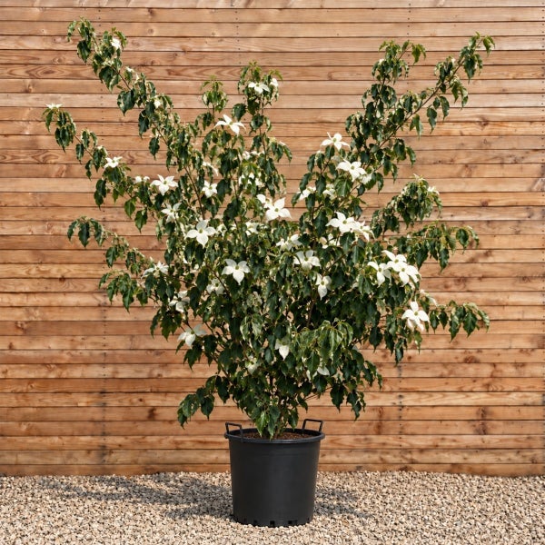 Japanischer Blumenhartriegel Cornus kousa als Zierstrauch in einem Kunststoff Pflanztopf vor einer Holzwand.