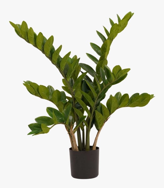 Zamioculcas zamiifolia Zimmerpflanze in einem schwarzen Topf.