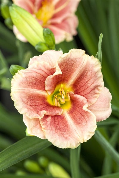 Nahaufnahme einer Taglilienblüte im Garten.