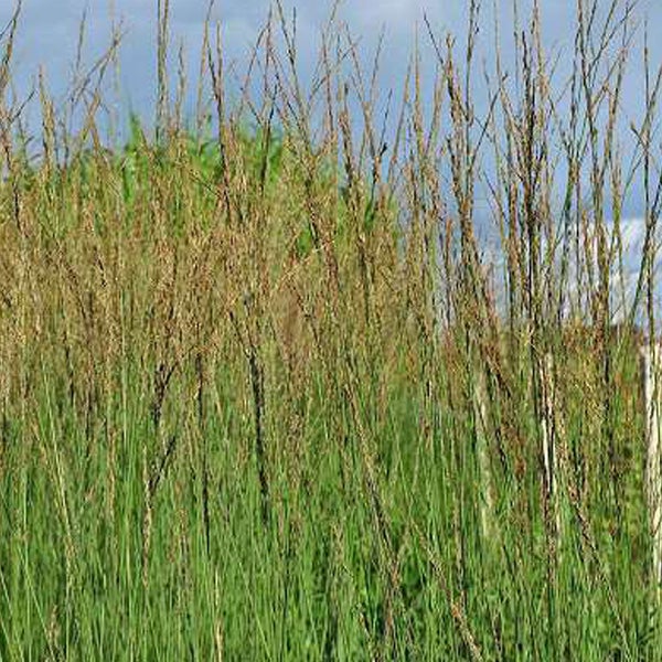 Hohes Ziergras im Feld