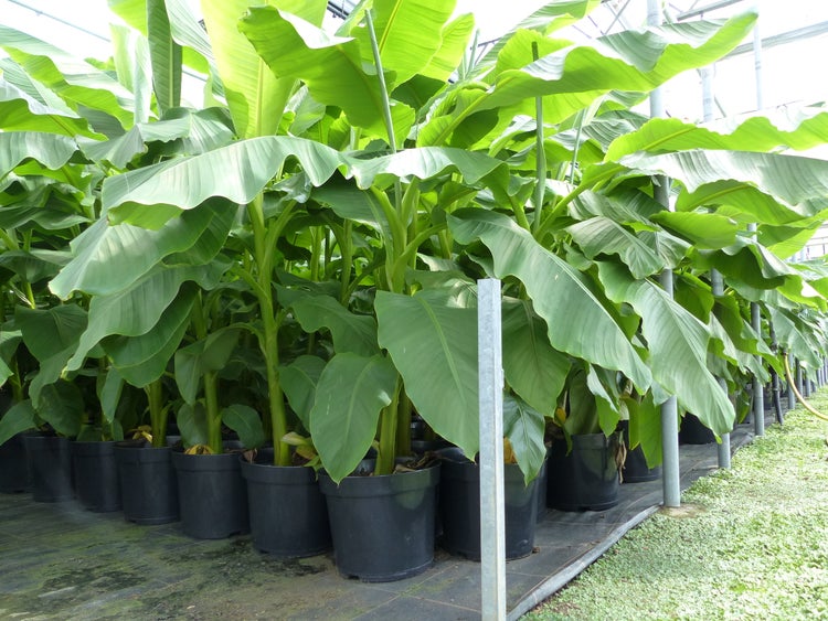 Innenansicht eines hellen Gewächshauses mit Bananenpflanzen, Metallrahmen, Glasdach, Schattierungsnetzen und einem Ventilator.
