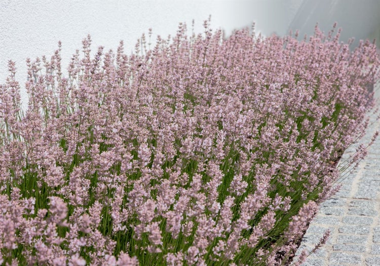 Lavandula angustifolia 'Rosea', Lavendel, rosa Blüten, ca. 9x9 cm Topf