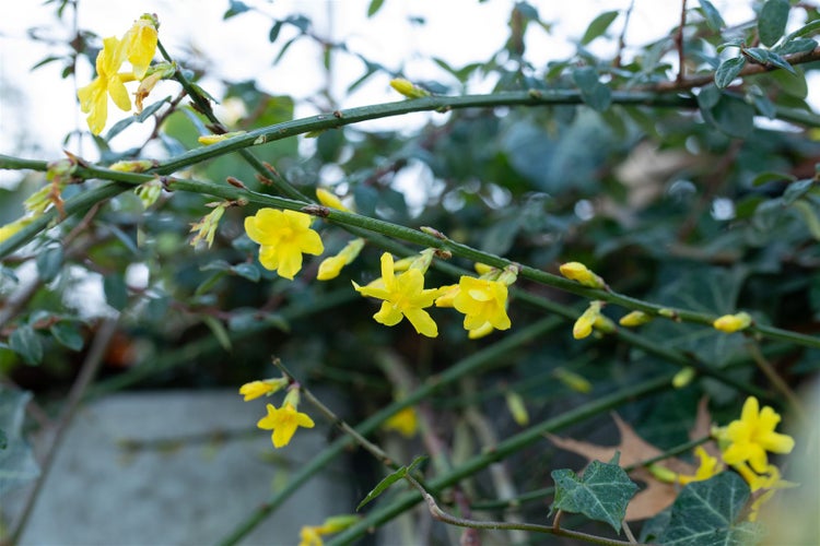 Winterjasmin mit gelben Blüten