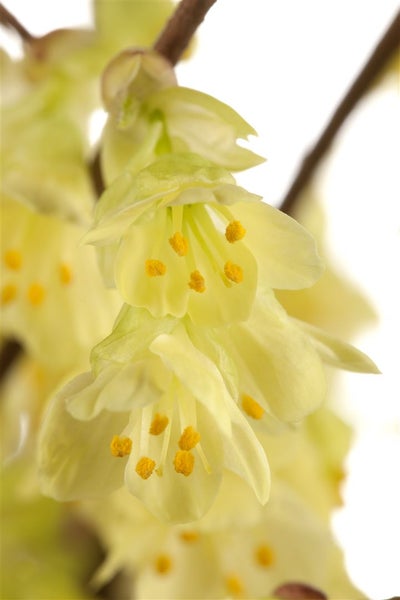 Corylopsis pauciflora, Scheinhasel, zartgelb, 40–60 cm