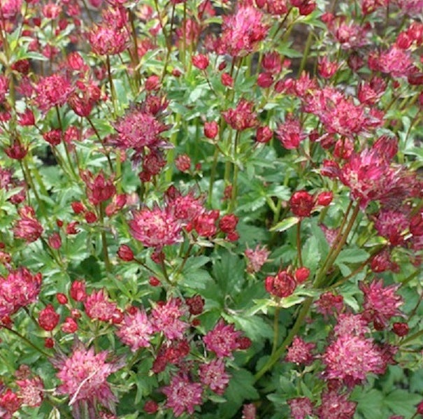 Sternen- своему mit roten Blüten und grünen Blättern