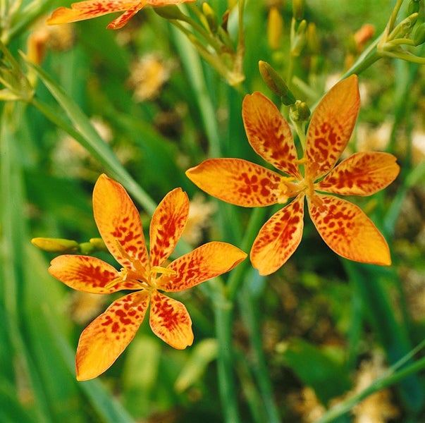 Belamcanda chinensis, Leopardblume, orange, ca. 9x9 cm Topf