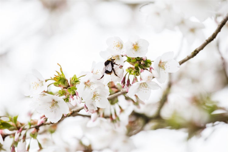 Prunus kurilensis 'Brillant', Zierkirsche, rosa Blüten, 60–80 cm
