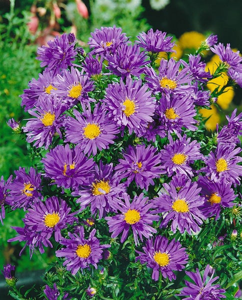 Aster dumosus 'Blaue Lagune', Kissen-Aster, blau, ca. 9x9 cm Topf