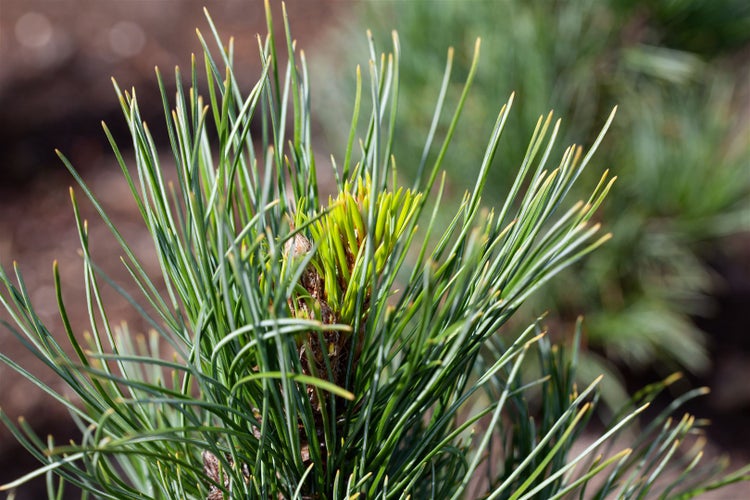 Pinus cembra, Zirbelkiefer, 100–125 cm, immergrün