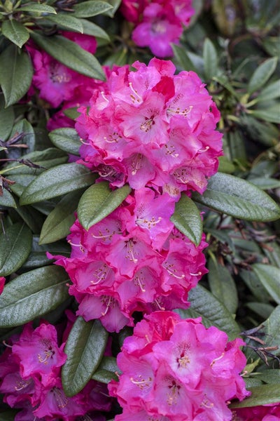 Rhododendron Hybr. 'Nofretete', Rhododendron, rosa Blüten, 30–40 cm