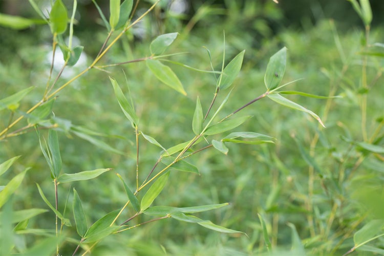 Fargesia murieliae 'Jumbo', Bambus, immergrün, 40–60 cm