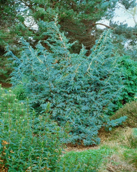 Juniperus squamata 'Meyeri', Blauer Zwergwacholder, 20–30 cm