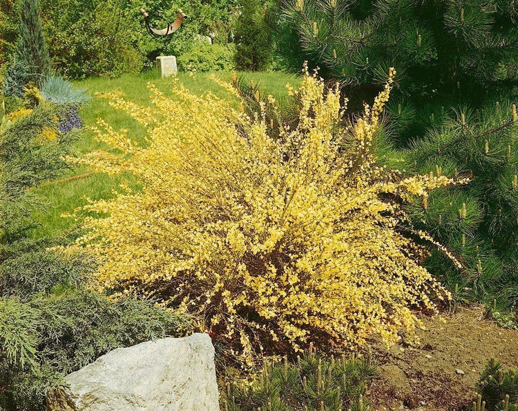 Cytisus praecox 'Warminster', Besenginster, gelb, 40–50 cm