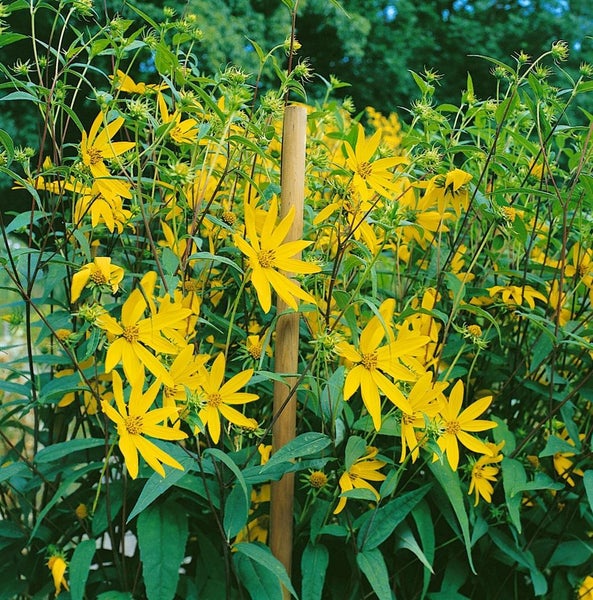 Helianthus decapetalus 'Meteor', Stauden-Sonnenblume, gelb, ca. 11x11 cm Topf