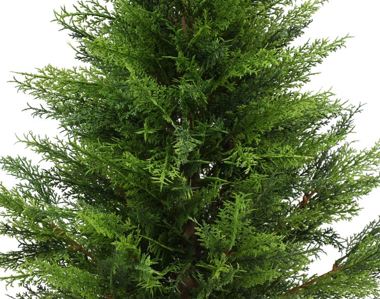 Nahaufnahme einer Zypresse mit detailreichen Nadeln als Gartenpflanze