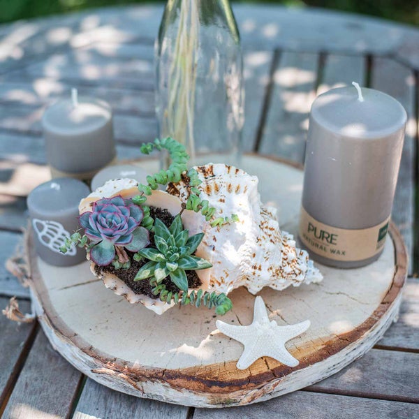 Dekorative Szene mit Kerzen, Muschel bepflanzt mit Sukkulenten und Seestern auf einem Holztablett