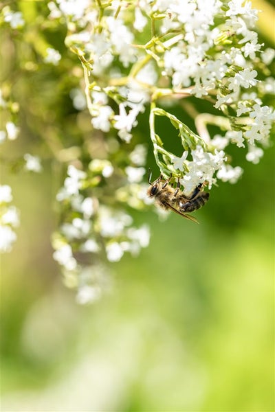 Biene sammelt Nektar auf einer weißen Blüte