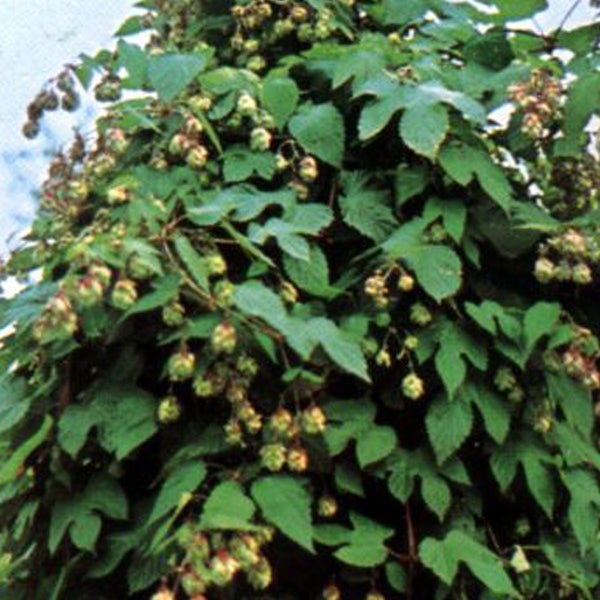 Hopfenpflanze mit Blättern und Dolden