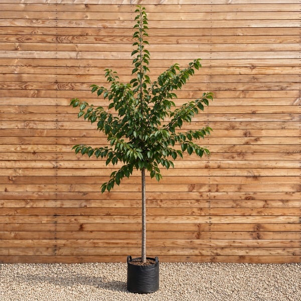 Ein junger Baum im Topf mit grünen Blättern vor einer Holzwand im Außenbereich.