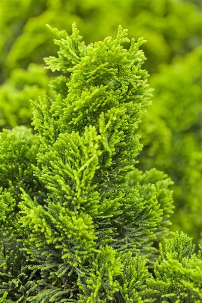 Chamaecyparis obtusa 'Nana Aurea', Hinoki-Scheinzypresse, goldgelb, 20–25 cm