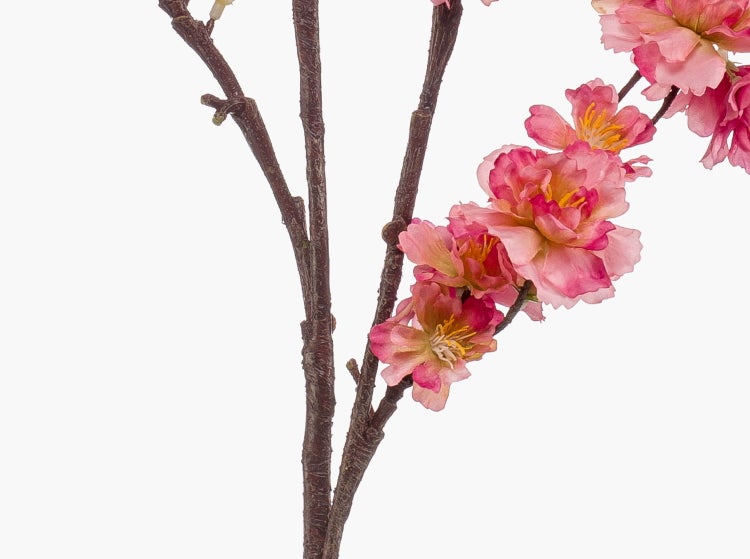 Nahaufnahme von gelben Doldenblüten einer Kräuterpflanze mit grünen Stielen.