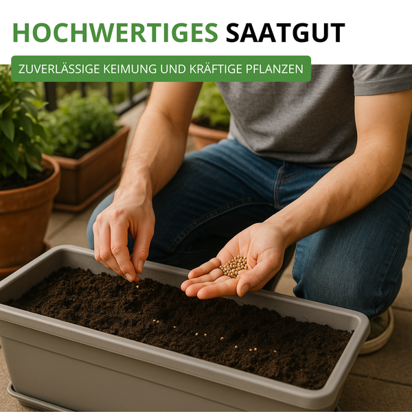 Person sät hochwertiges Saatgut in einen Pflanzkasten mit Erde für eine zuverlässige Keimung und kräftige Pflanzen.
